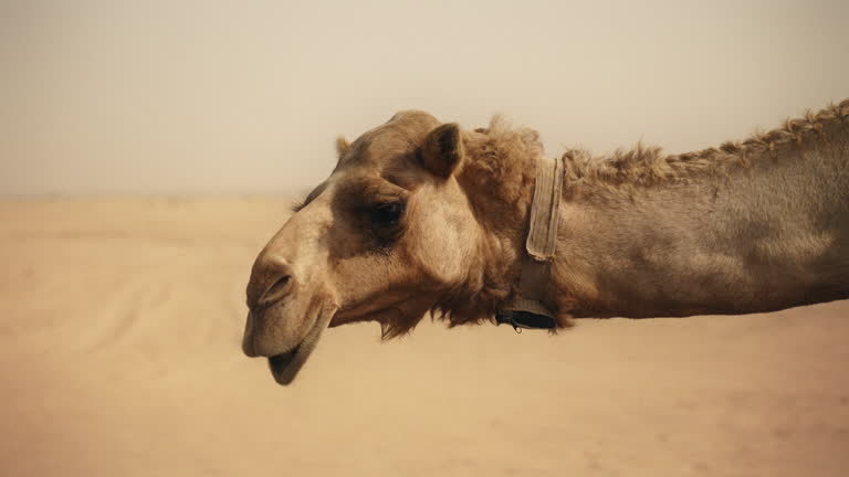 Camel Video Camel Videos: Download 62+ Free 4K & HD Stock Footage Clips - Pixabay