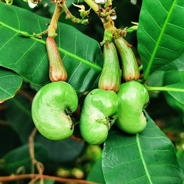 Young cashew nuts are not ready to be harvested, hanging from the tree stalk