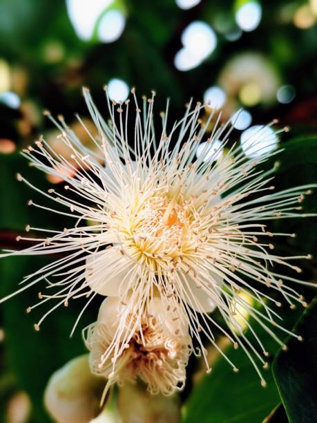 istock beautiful water guava flowers blooming 2180171489
