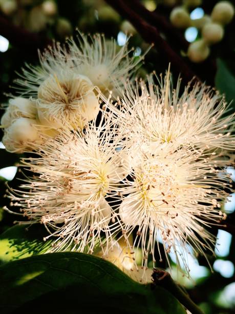 istock beautiful water guava flowers blooming 2180171491