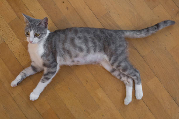 A white and brown cat is resting on a paved surface outside.