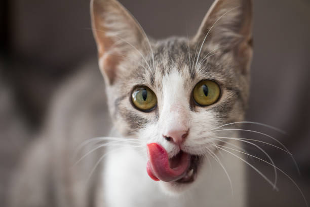 istock Cute cat licking it's nose and fur and makes funny faces. 2180172597
