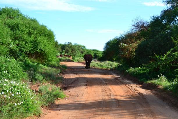 Lone elephant walking down a dirt road surrounded by lush green vegetation under a clear blue sky