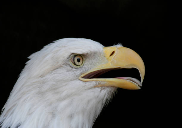 Close up of the head of a bald eagle.See more bald eagles here: