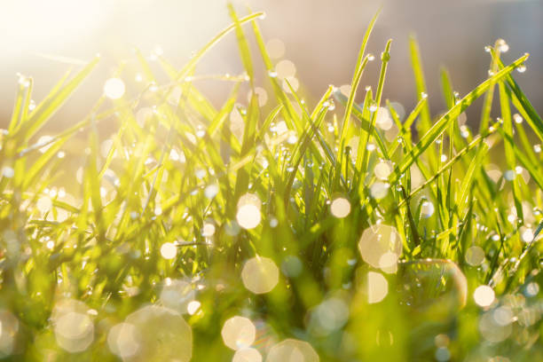 Morning dew drops creating bokeh light on soft focused grasses