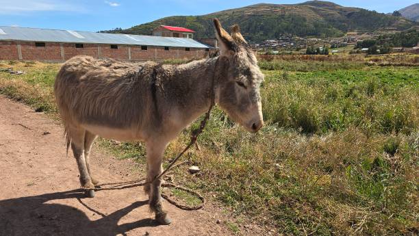 istock Donkey with rope on farm 2180178363