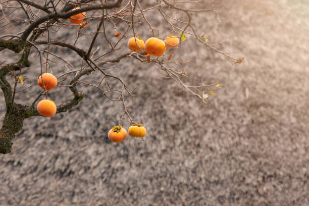 Persimmons growing in the fields, autumn scenery in Japan.