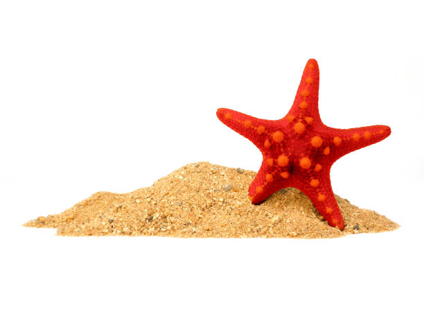 istock Starfish in sand pile isolated on white background, side view 2180183752
