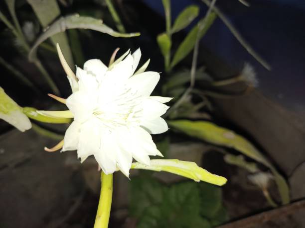 Fishbone cactus or also called the Wijaya Kusuma flower has a beautiful shape and has a fragrant smell. In Indonesia, this flower generally blooms at night