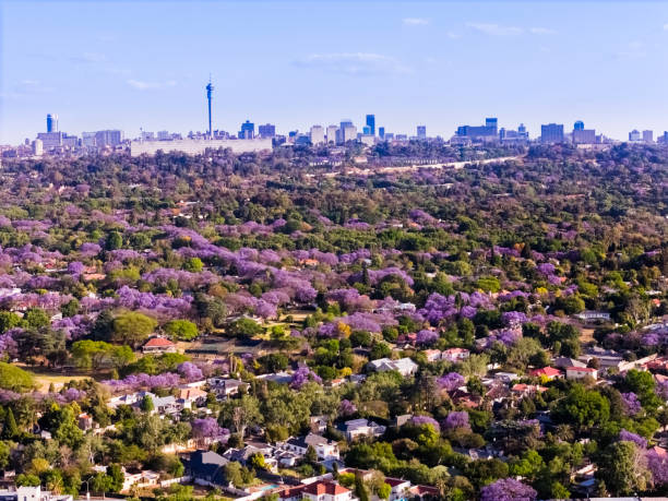 istock Johannesburg City with Jacaranda trees in blossom 2180186596
