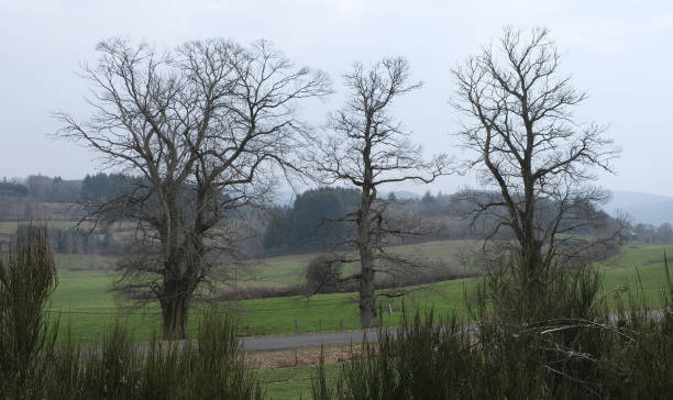 Trees in nature during winter. Various species.