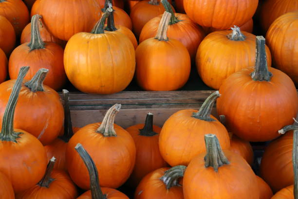 istock pumpkins for halloween, culture and tradition 2180188077