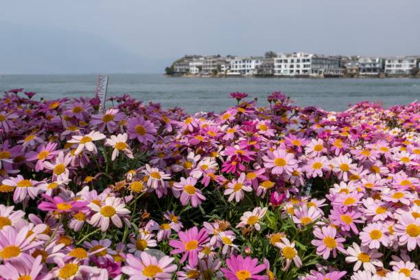 Vibrant pink daisies bloom in the foreground with a serene lake and distant buildings under a cloudy sky.