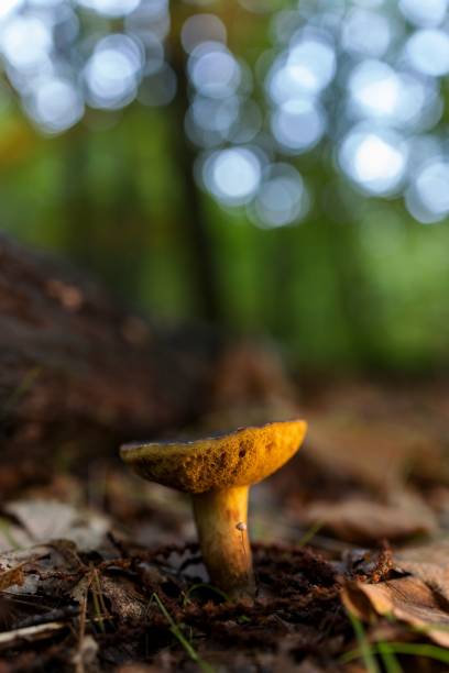 istock Mushroom on forest floor with bokeh background. 2180190048