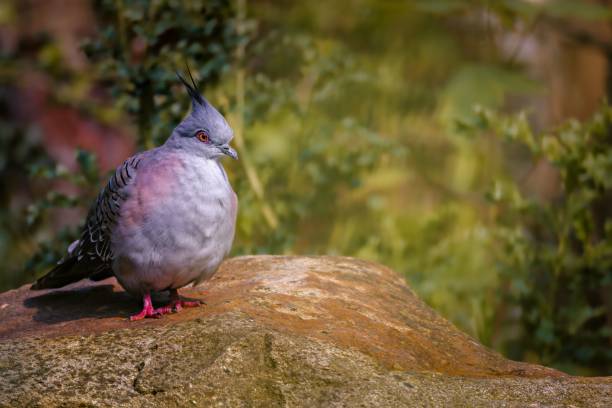 istock Crested pigeon on rock in natural setting 2180190948