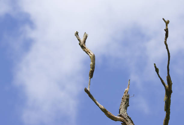 dead branches reaching into the sky, dead tree, blue sky with clouds, withered branches of a dead tree
