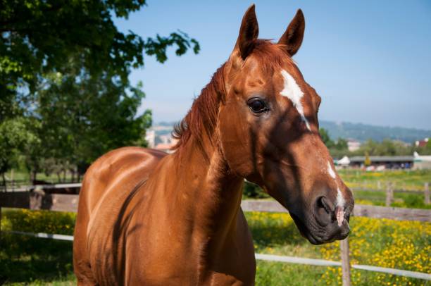 istock Chestnut horse in a sunny pasture 2180194376