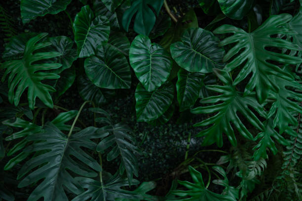 istock Group of dark green tropical leaves background. 2180195636