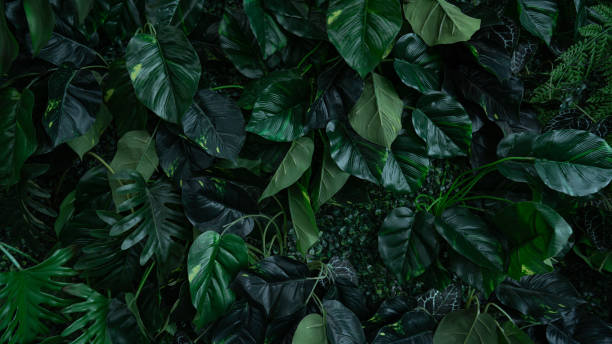 istock Group of dark green tropical leaves background. 2180195824