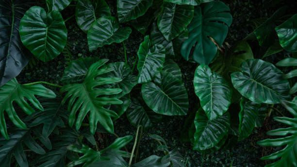 istock Group of dark green tropical leaves background. 2180196071