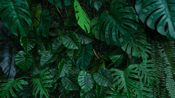 istock Group of dark green tropical leaves background. 2180196091