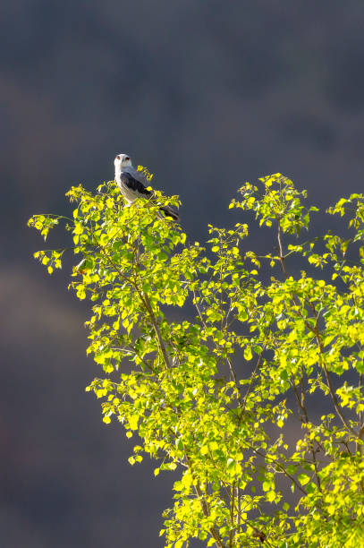 istock black winged shouldered kite or elanus caeruleus bird a small raptor and hunter perched high on natural green leaves tree in scenic background during safari in winter migration at forest of india 2180196503