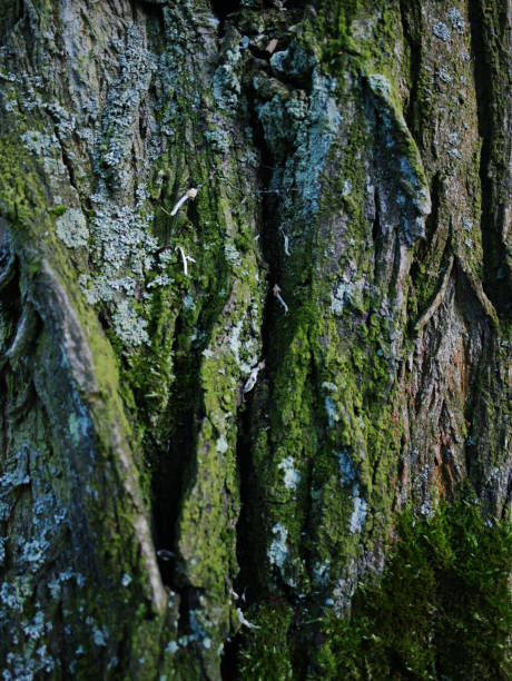 istock Mossy Texture of oak bark from the Quercus or oak tree as a background. Wooden tree texture. 2180198471
