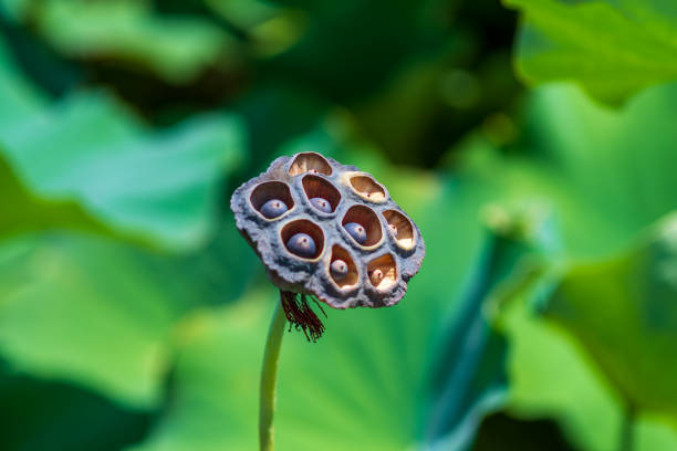 istock Dried Lotus Pod in Nature 2180200842