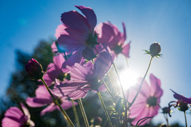 Single purple flower. Osteospermum, Cape Marguerite, African daisies