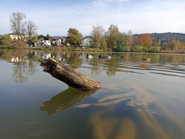 istock Log sticking out of the water 2180201242