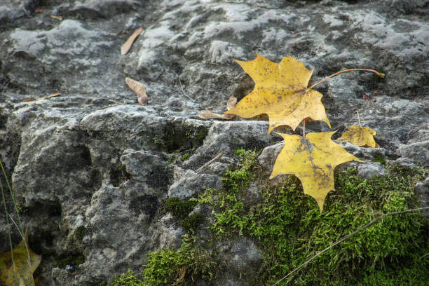 Fall leaves background. Fallen maple leaves on the old textured nature stone . High quality photo