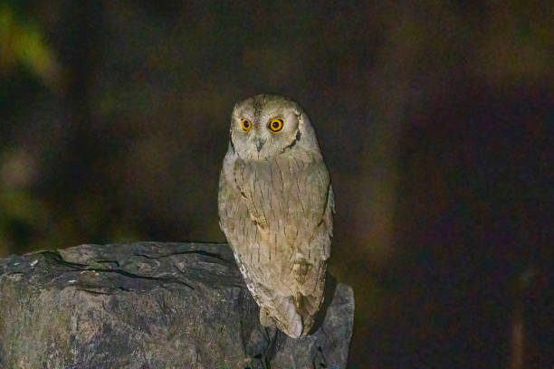 istock Pallid scops owl, Otus brucei, Satara, Maharashtra, India. 2180201689