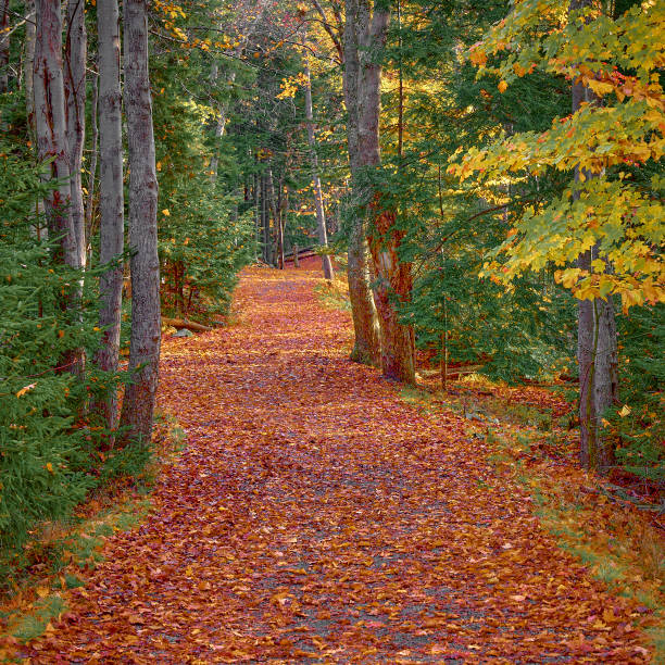 Orange and red leaf covered path through a forest of maple birch and pine in the Autumn-Fall colors