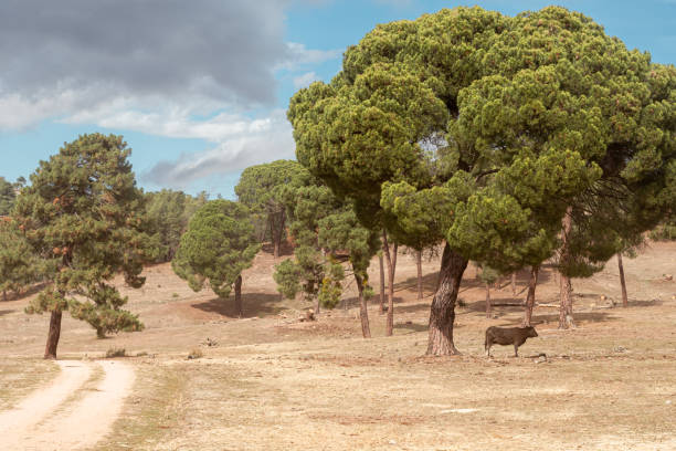 Black cow next to a big tree. There is a road, which is perfectly visible because there are car tracks. The sky is cloudy because it has a grayish cloud.