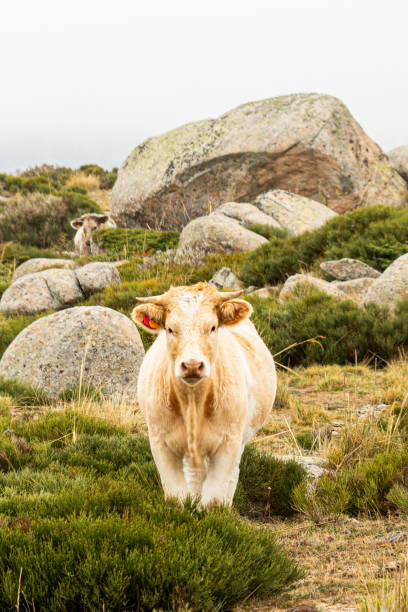 istock Portrait of a calf 2180204362