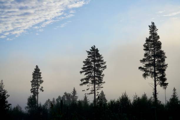 A serene forest landscape with tall pine trees against a misty morning sky and scattered clouds.
