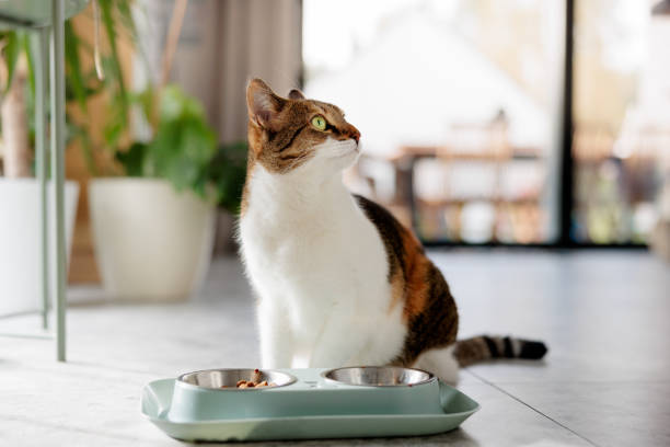 istock cat eating from its bowl at home 2180211390