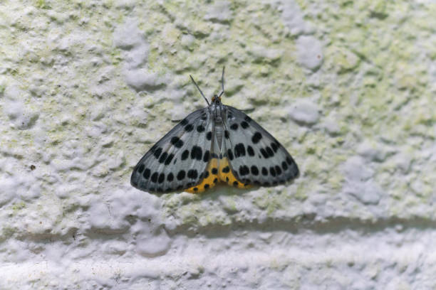 istock Close up of beautiful moth found in Japan 2180211425