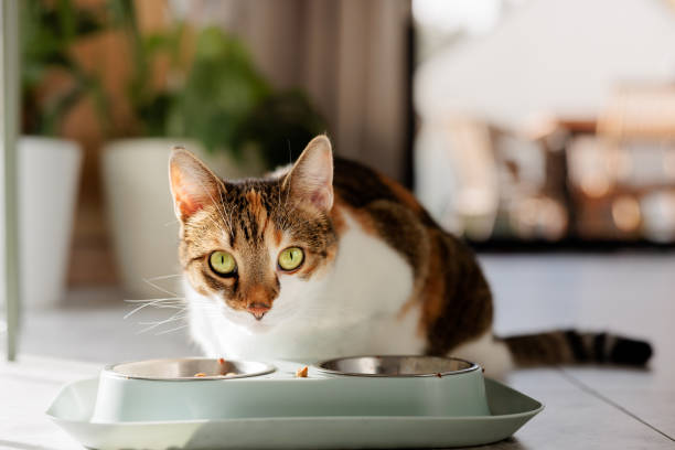 istock cat eating from its bowl at home 2180212406
