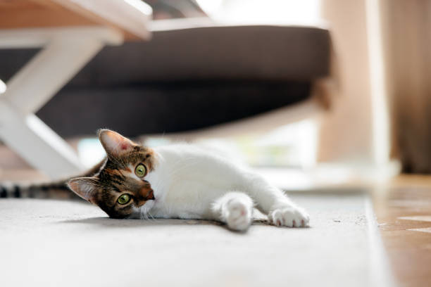 istock european cat spending time at home 2180212496