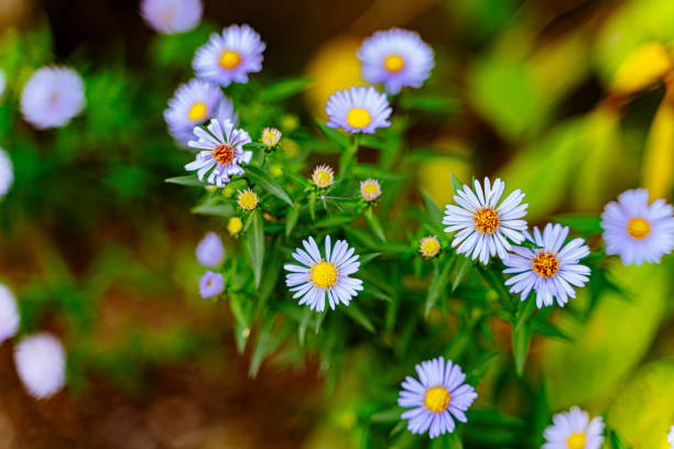 A close up of a bunch of blue flowers
