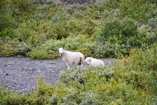 Two sheep grazing in a lush green landscape with bushes and trees, showcasing nature and wildlife.