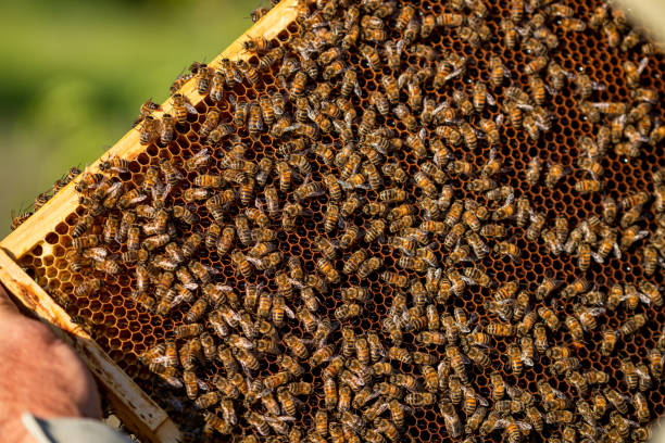 istock Beekeeper holds honeycomb full of bees in his hands 2180218074