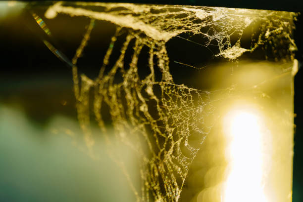 A close up of a spider web on a window