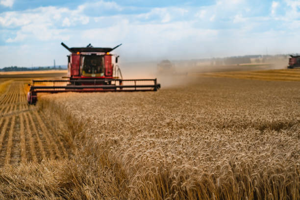 istock Combine harvests wheat in field. 2180218965