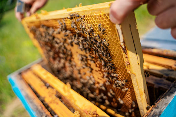 istock Beekeeper is working with bees and beehives on the apiary. 2180222923