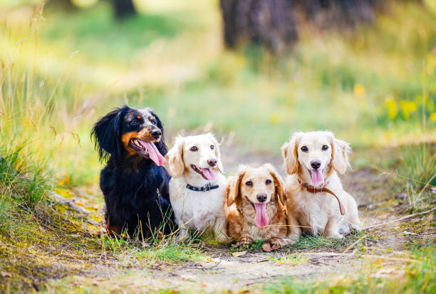 istock Four dogs sitting together in the forest 2180223563