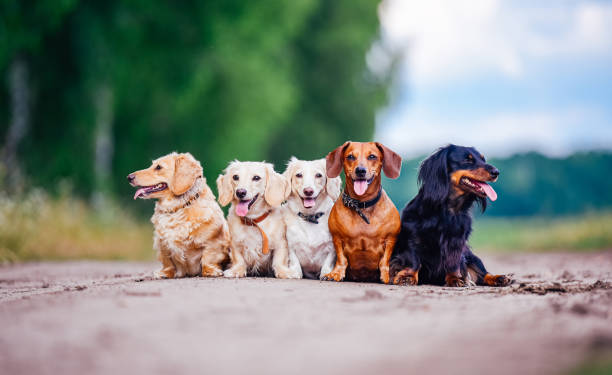 istock Group of dogs sitting on the road 2180223581