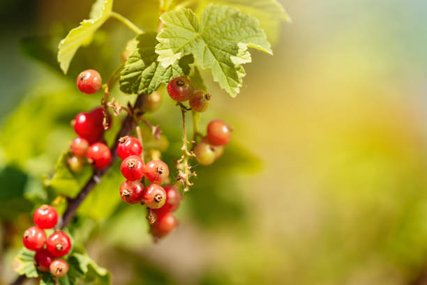 Red Berries Hanging from a Tree. A bunch of red berries hanging from a tree