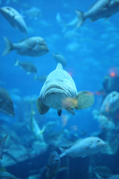 istock Grouper fish swims in large aquarium with other fish. 2180223959